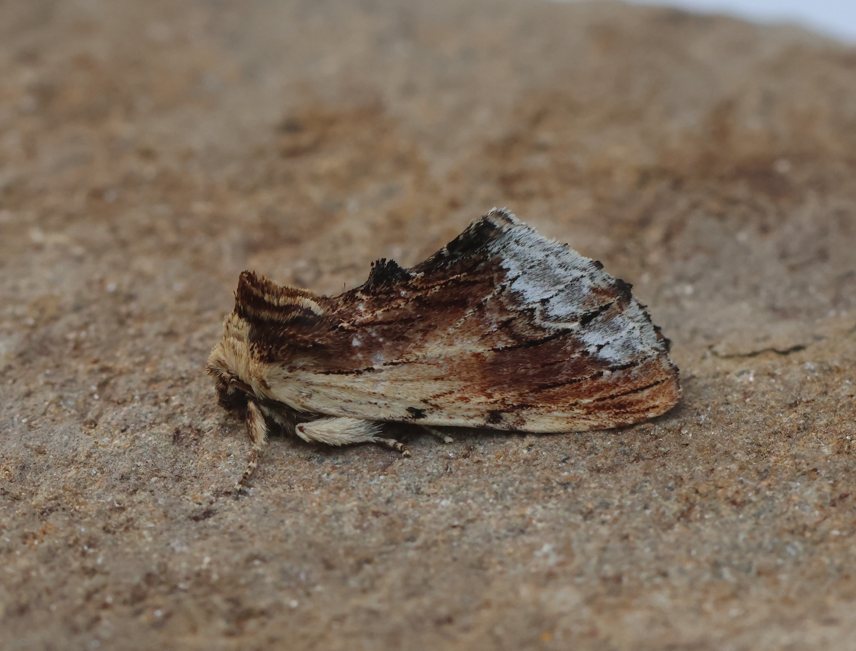 Photo of Maple Prominent (Ptilodon cucullina)
